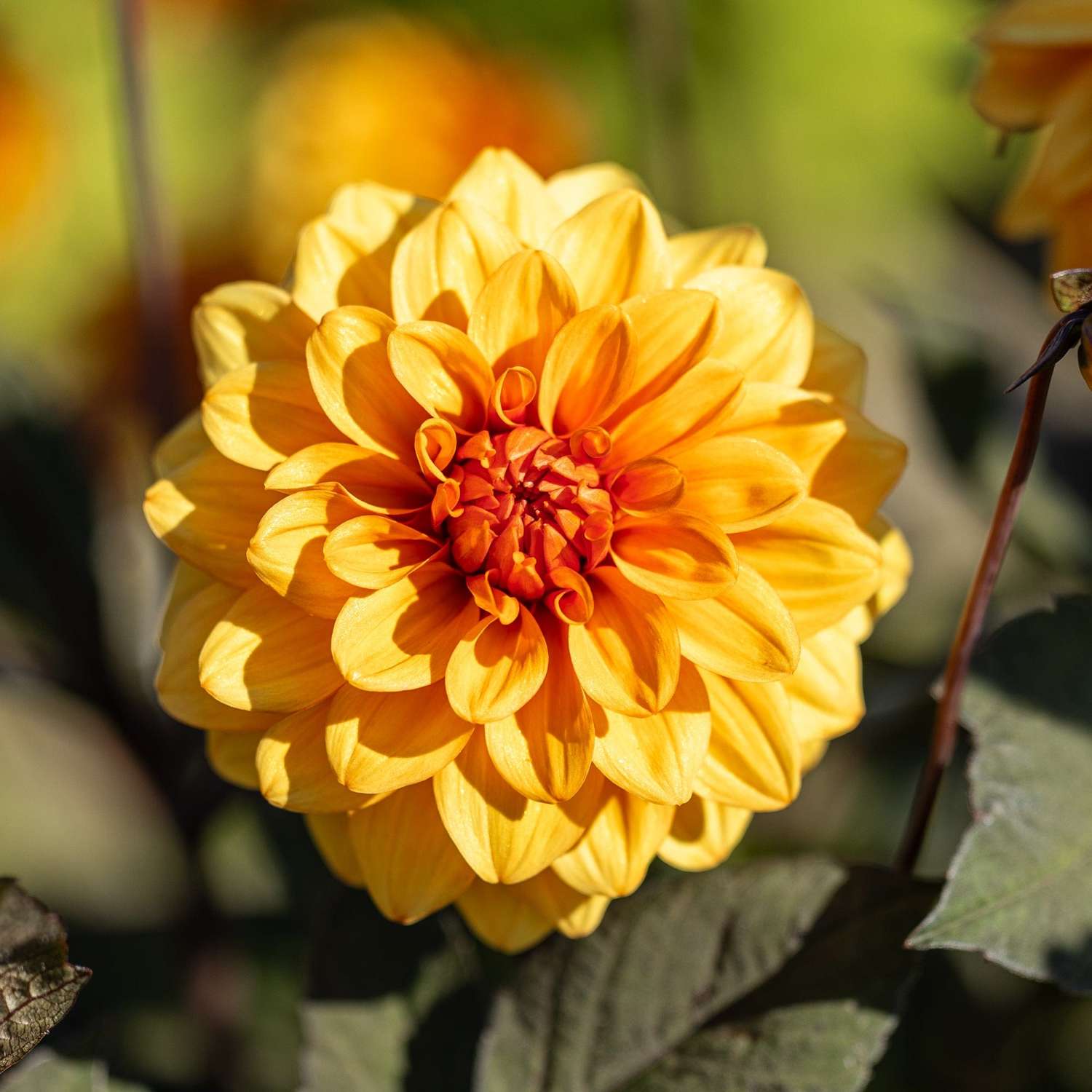 Dahlia 'David Howard'